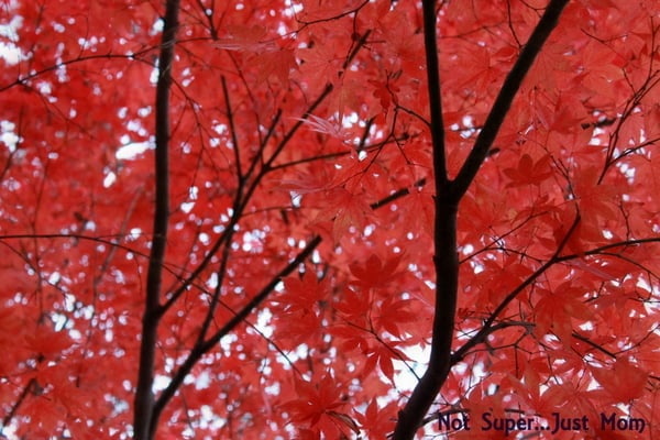 Japanese Maple Japanese Maple